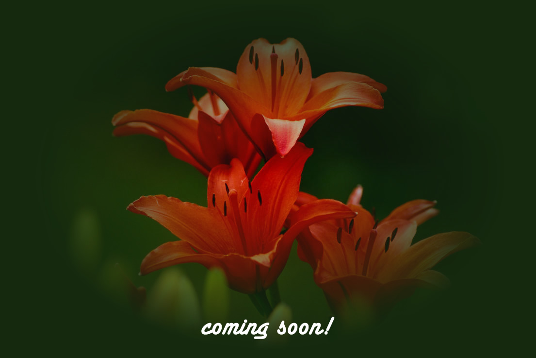 New Site Coming Soon.... 